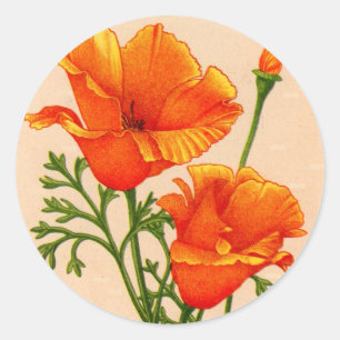 California poppies California poppy in orange Classic Round Sticker
