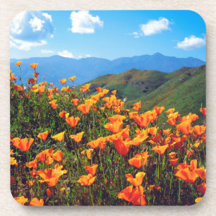 California poppies covering a hillside coaster