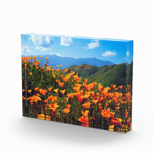 California Poppies Covering a Hillside Photo Block (Right)