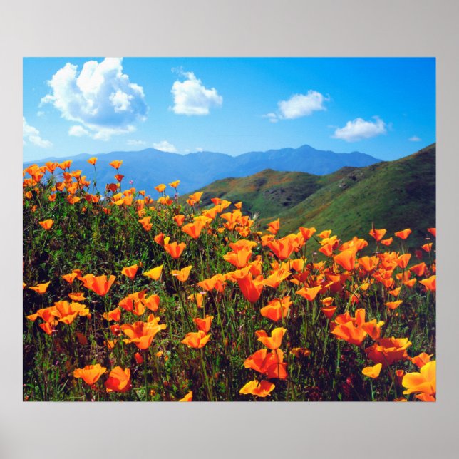 California poppies covering a hillside poster (Front)