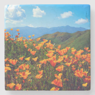 California poppies covering a hillside stone coaster