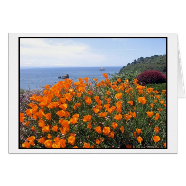 California poppies growing above Trinidad Bay (Front Horizontal)