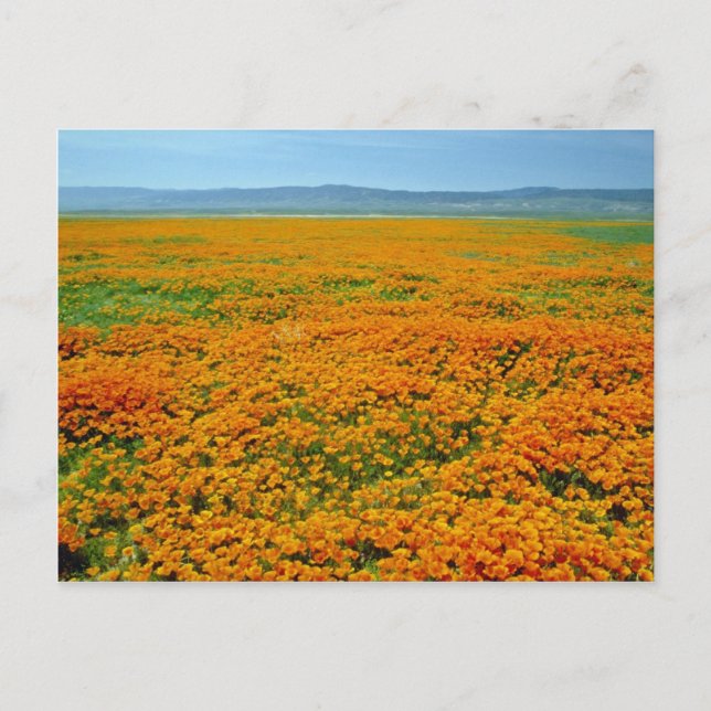 California poppies in full bloom flowers postcard (Front)