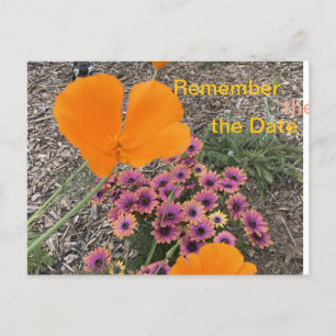 California Poppies Invitation Postcard