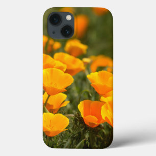 California poppies, Montana de Oro State Park iPhone 13 Case