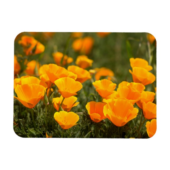 California poppies, Montana de Oro State Park Magnet (Horizontal)