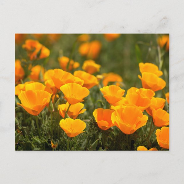California poppies, Montana de Oro State Park Postcard (Front)