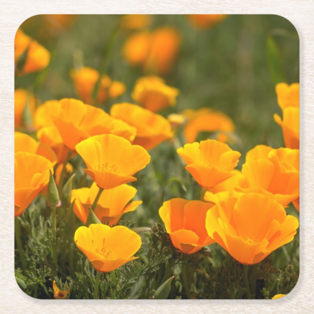 California poppies, Montana de Oro State Park Square Paper Coaster (Front)