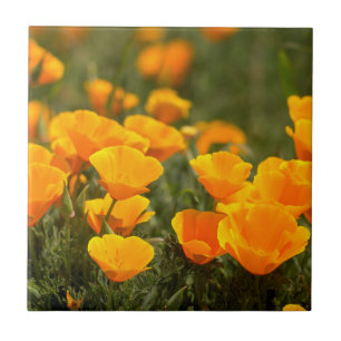 California poppies, Montana de Oro State Park Tile