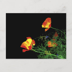 California poppies on black postcard