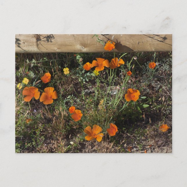 California Poppies Postcard (Front)