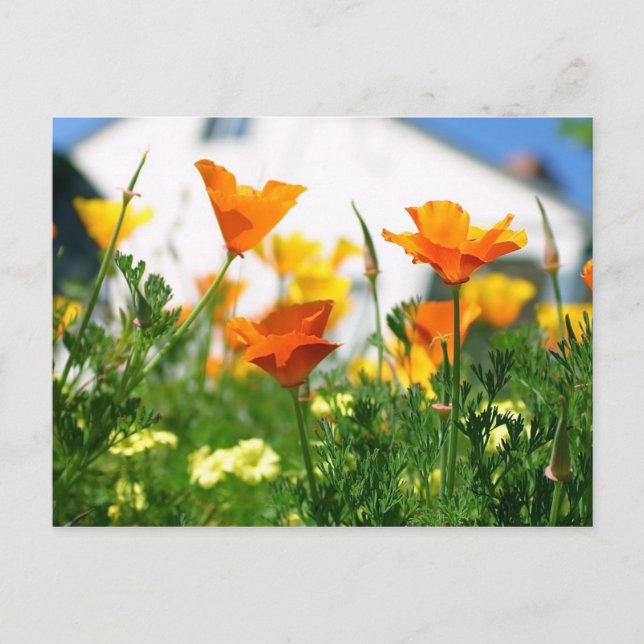 California Poppies Postcard (Front)
