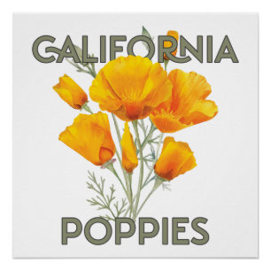 California Poppies Poster