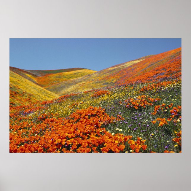 California Poppies Poster FROM 8.99 (Front)