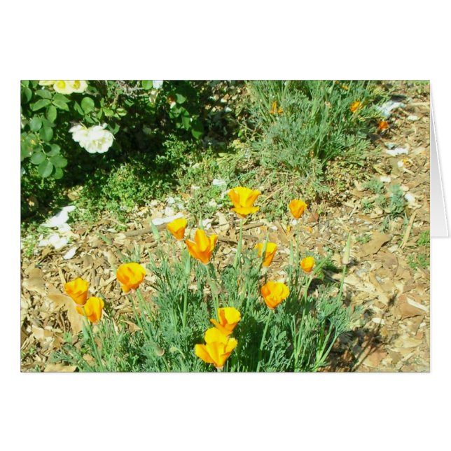 California Poppy #6 (Front Horizontal)