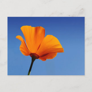 California Poppy Against Blue Sky Postcard