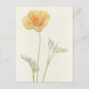 California Poppy by Margaret Armstrong Postcard