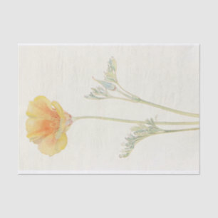 California Poppy by Margaret Armstrong Tissue Paper