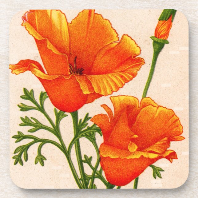 California poppy California poppies in orange Coaster (Front)