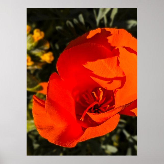 California Poppy - California Poppy 1 Poster (Front)