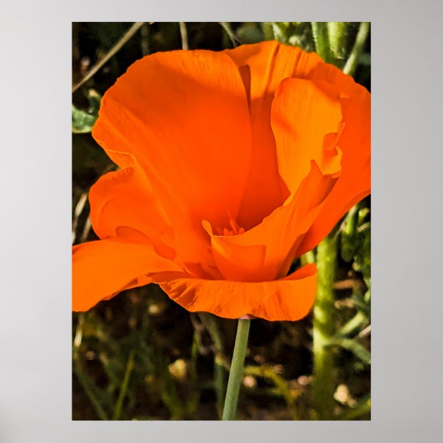 California Poppy - California Poppy 4 Poster (Front)