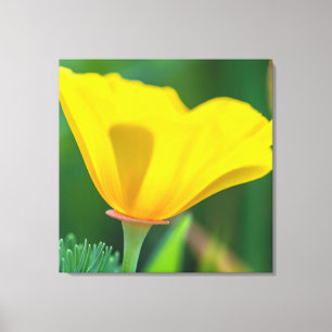 California Poppy Canvas Print