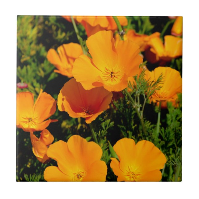 "California Poppy" Ceramic Tile (Front)