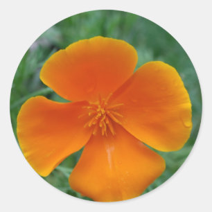 California Poppy Classic Round Sticker
