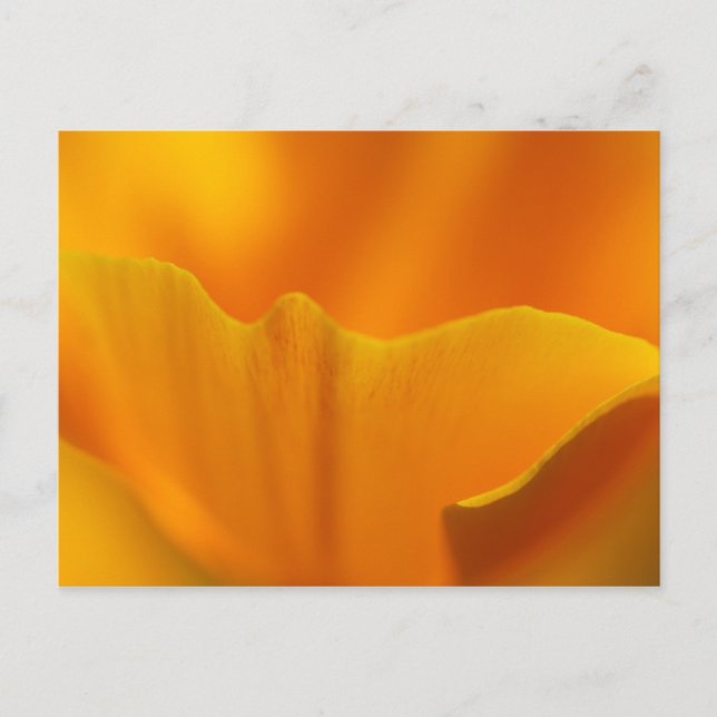 California Poppy Close-Up... Postcard (Front)