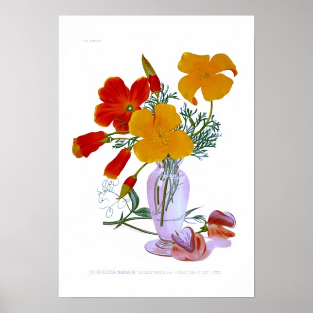 California poppy (Eschscholzia californica) Poster (Front)