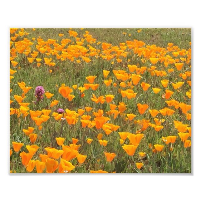 California Poppy Field Photo Print (Front)