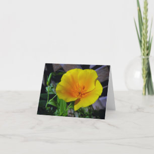 California Poppy Greeting Card