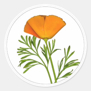 California Poppy in a Circle - Classic Round Sticker