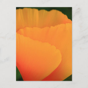 California Poppy Postcard