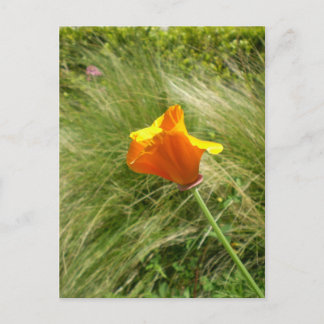California Poppy Postcard