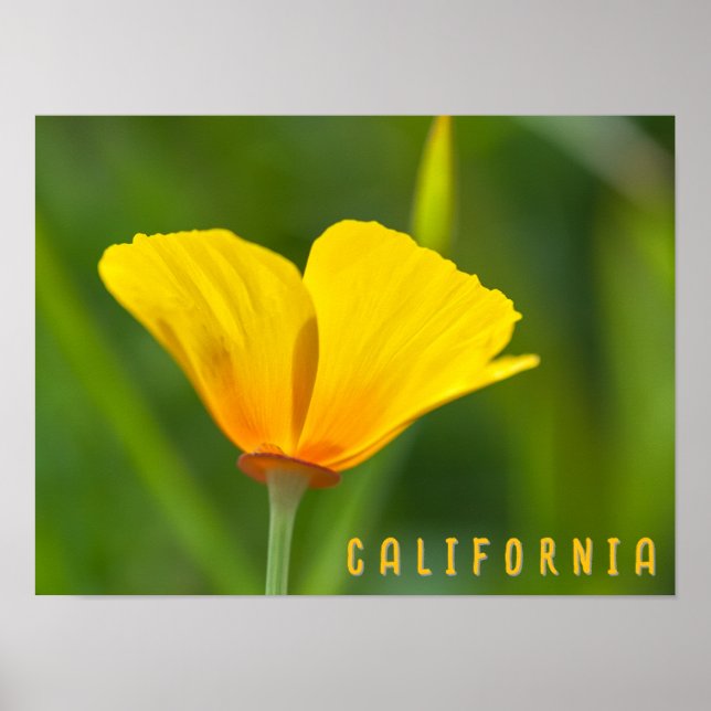 California Poppy Poster (Front)