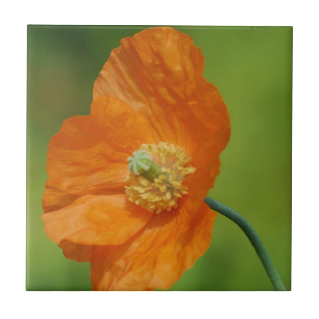 California Poppy Tile (Front)