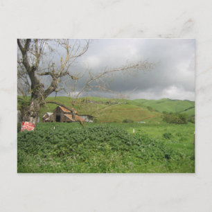 California Postcard - Gilroy, California