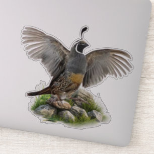 California quail