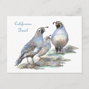 California Quail , Bird, Nature, Wildlife Postcard