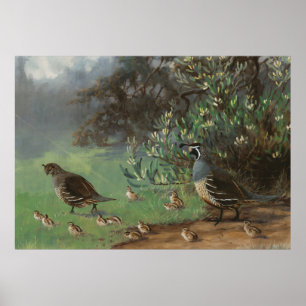 California Quail bird of prey nature painting Poster