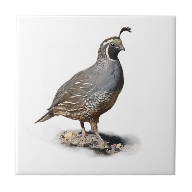 CALIFORNIA QUAIL CERAMIC TILE (Front)
