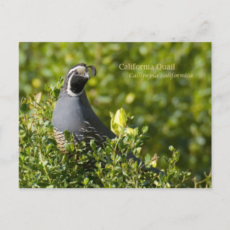 California Quail Postcard