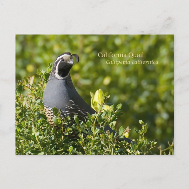 California Quail Postcard (Front)