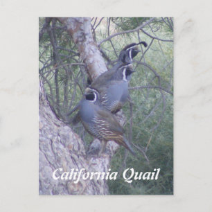 California Quail Postcard
