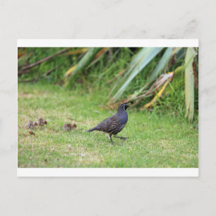 California quail postcard