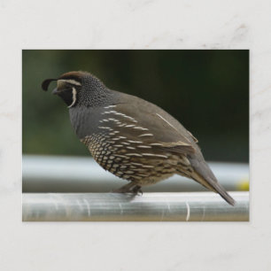 California Quail Postcard