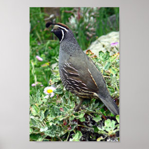 California quail poster