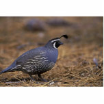 California Quail Standing Photo Sculpture<br><div class="desc">California Quail
California Quail. Animal Park has this and many other great products with Birds for all Pet & Animal lovers.</div>