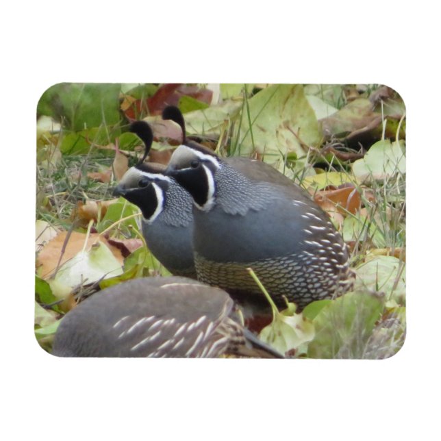 California Quail Twins Magnet (Horizontal)
